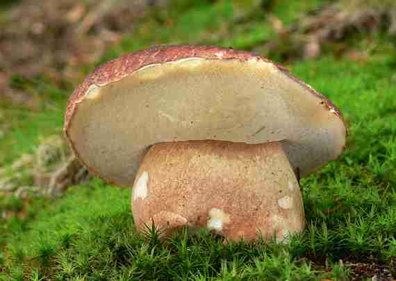  Image name: 192 Porcino.jpg 
 width: 570 pixel 
 height: 404 pixel 
 Size: 16144 bytes 
 Click to enlarge 